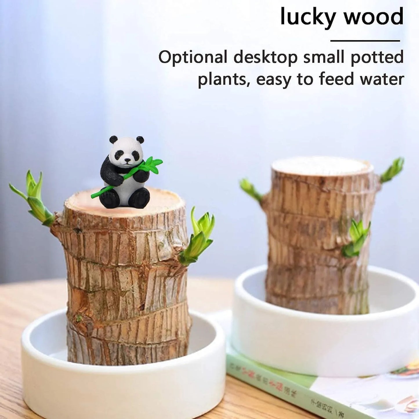 Good Luck Wood Plant🎍