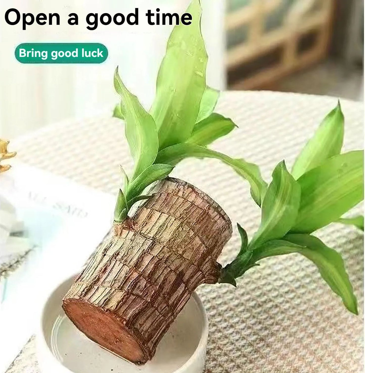 Good Luck Wood Plant🎍